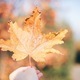 Autumn season  - PhotoDune Item for Sale
