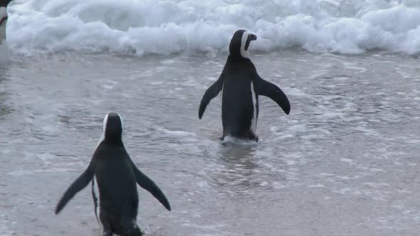 Penguin Swimming and Walking
