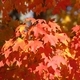 Autumn fall red colors background  - PhotoDune Item for Sale