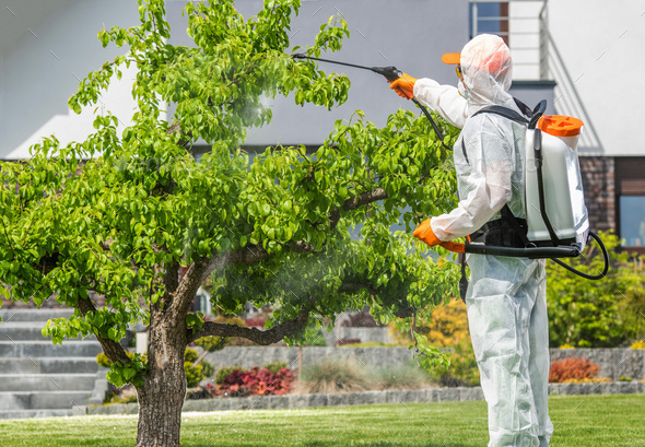 Safe Pesticide Application Performed by Professional Gardener - Stock Photo - Images
