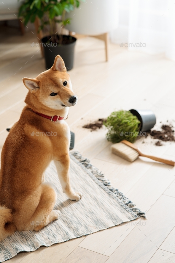 Plant soil on the floor and sad guilty dog looking at camera. Pet damage concept