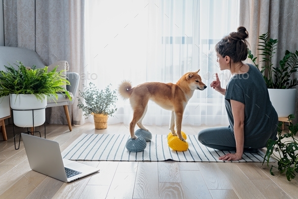 Pregnant female training her dog to stand with his paws on a stability balls for core strengthening