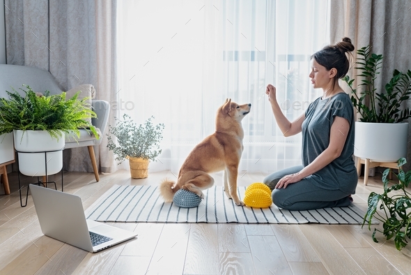 Pregnant female training her dog to stand with his paws on a stability balls for core strengthening