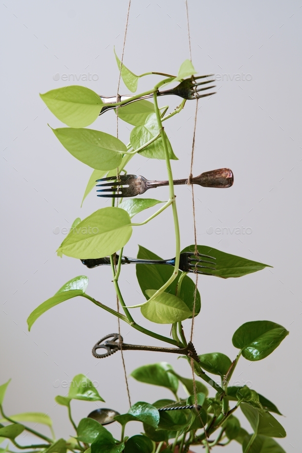 Indoor epipremnum on a support of vintage cutlery. Lagom or sustainable living concept
