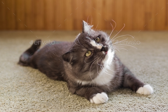 Beautiful fluffy gray and white domestic cat is resting at home.