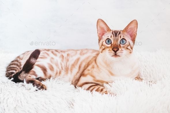 Adorable Bengal cat with beautiful blue eyes on white and light-blue background.