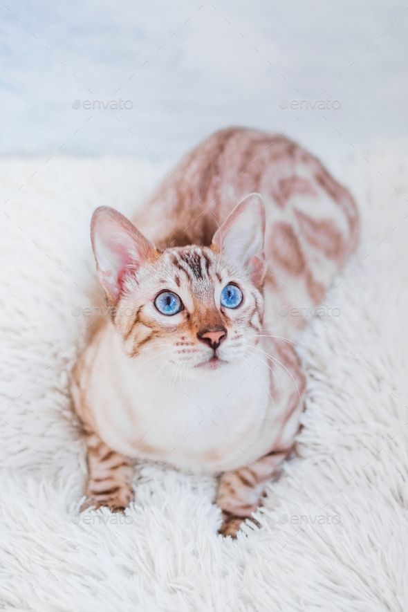 Young silver tabby Bengal cat with beautiful blue eyes on white soft plaid.