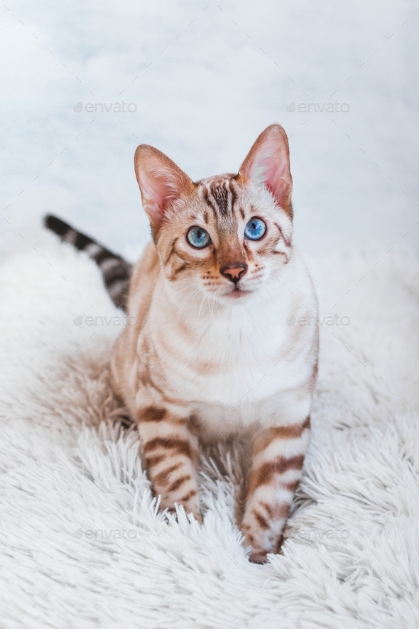 Bengal cat with blue eyes is sitting on white soft fluffy plaid.