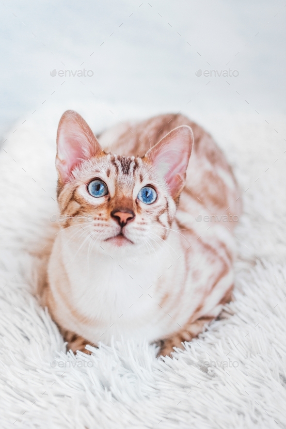 Portrait of young Bengal cat with beautiful blue eyes on white soft plaid.
