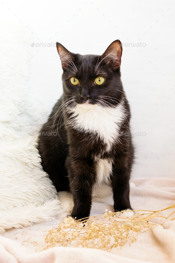 Cat of black and white color is sitting on beige soft plaid with small