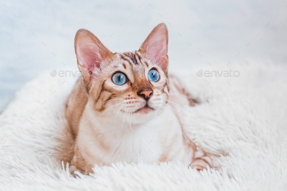 Portrait of young Bengal cat with beautiful blue eyes on white soft plaid.