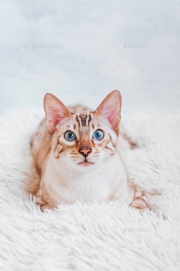 Beautiful Bengal cat with blue eyes on white soft fluffy plaid.