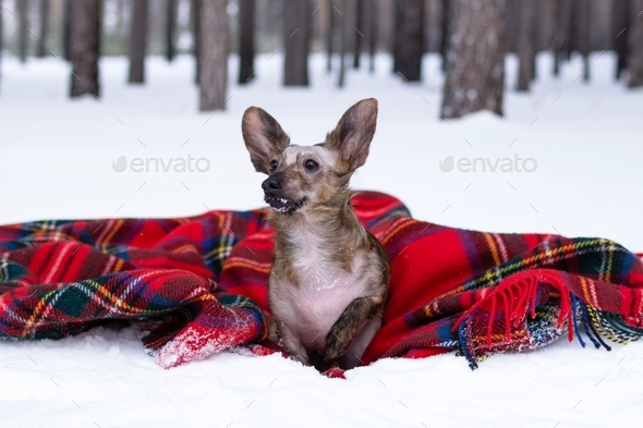 Little dog with big ears on red checkered plaid on a snow in winter forest.