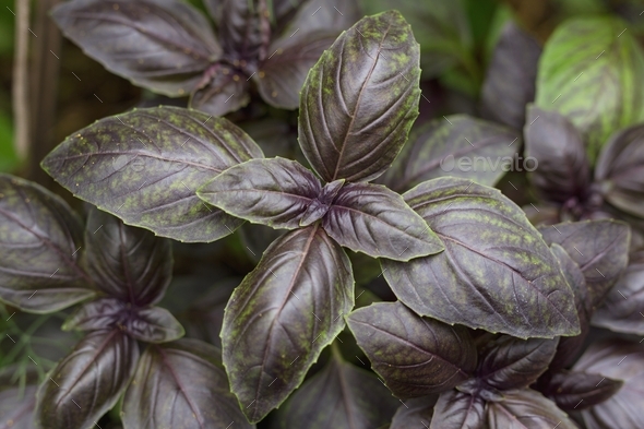 Purple basil grows in the garden Stock Photo by svetlanas13 | PhotoDune