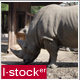 Rhino in Zoo Pack - VideoHive Item for Sale
