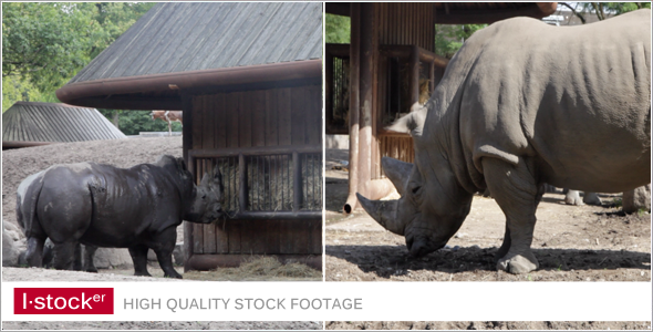 Rhino in Zoo Pack