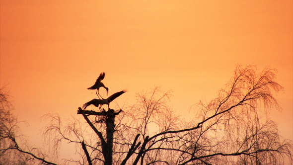 Sunset And Storks