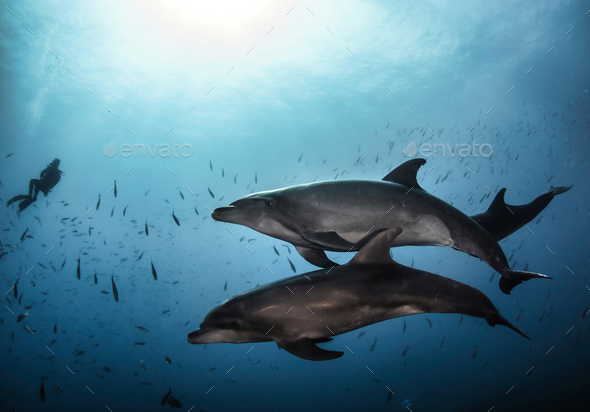 Dolphin (Delphinidae) mammal swimming in tropical underwaters - Stock Photo - Images