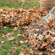 Cleaning with rake of autumn leaves - PhotoDune Item for Sale