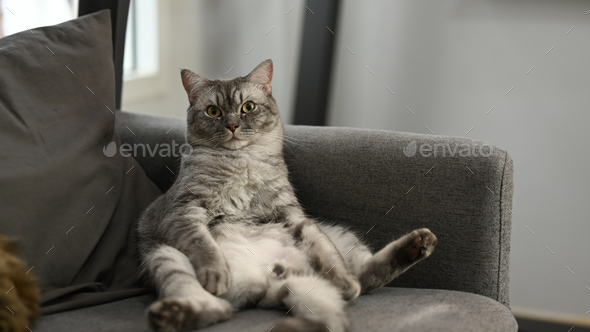 A lazy fat cat sitting with a funny gesture on the comfortable couch. Domestic life animals.