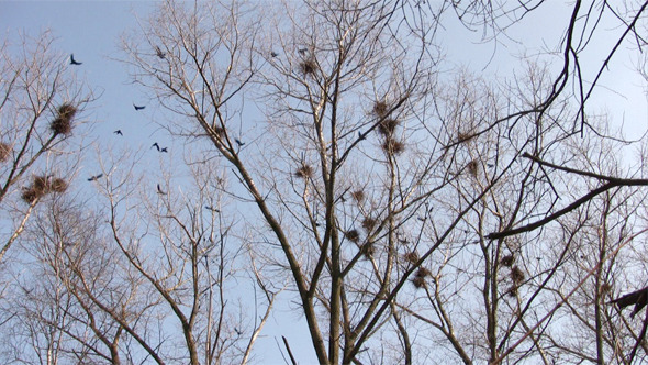 Flock Of Crows Flying Around Nests 
