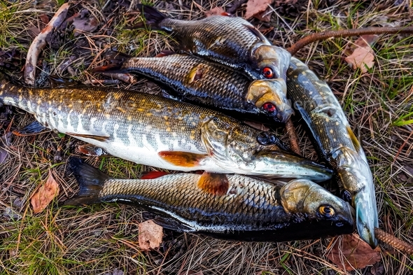 Freshly caught river fish lies on the grass. Fishing and hunting concept.