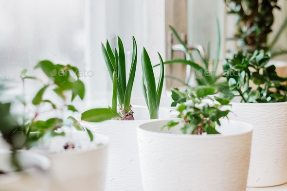 Home plants in pots. Gardening and sustainable living concept. Growing houseplants. Eco-friendly