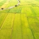 Paddy Field - PhotoDune Item for Sale