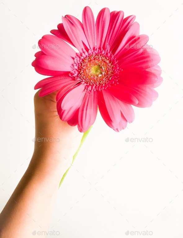 Holding flower - Stock Photo - Images
