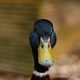Drake duck beak bill mallard close up blur  - PhotoDune Item for Sale