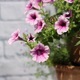 Floral  - PhotoDune Item for Sale