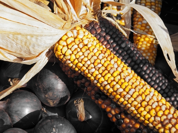 Fall decorative colored corn at farmer's market - Stock Photo - Images