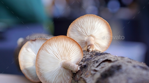 Shiitake mushrooms growing on a log - Stock Photo - Images