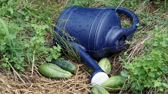 Blue watering can with cucumbers. - Stock Photo - Images