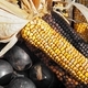 Fall decorative colored corn at farmer&#39;s market - PhotoDune Item for Sale