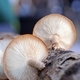 Shiitake mushrooms growing on a log - PhotoDune Item for Sale