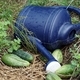 Blue watering can with cucumbers. - PhotoDune Item for Sale