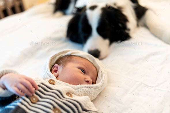 Newborn baby and watching dog behind - Stock Photo - Images
