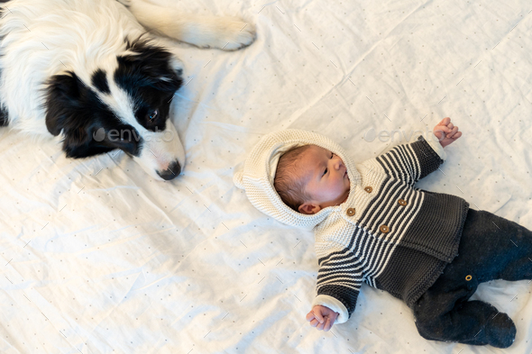 Newborn baby and watching dog behind - Stock Photo - Images