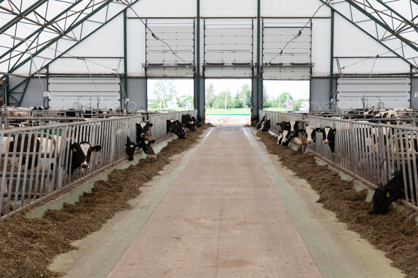 wide aisle on a dairy modern cow farm with mixed feed for cows on the sides