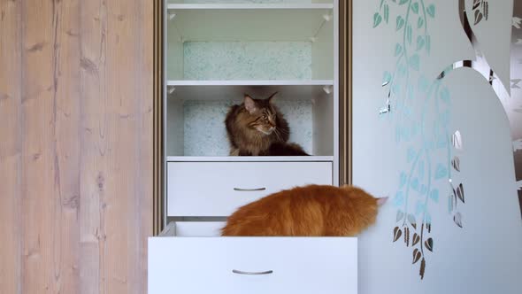 Two Cats In A Wardrobe On Shelves