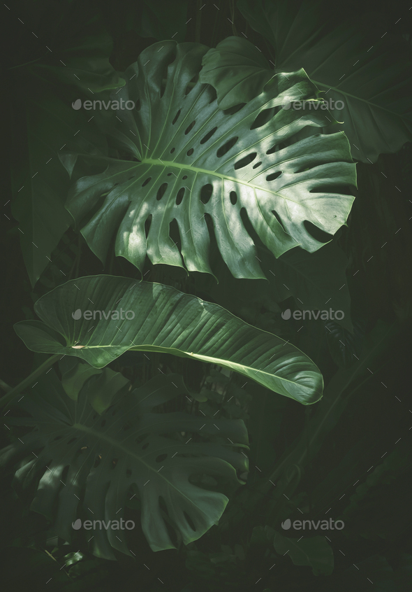 Sunlight and shade on surface of jungle Monstera leaves with green plants in botanical garden
