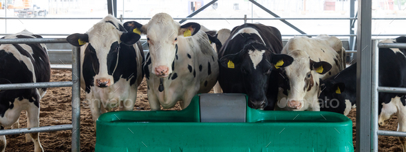 a system of tanks and containers for storing milk after cows are milked ...