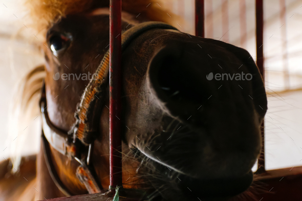 horse in a stall in the stables behind bars. close up of a nose of a horse. The horse muzzle is brow