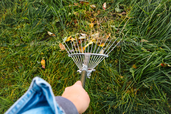 hand holding rake. Rake with fallen leaves at autumn. Gardening during fall season. Cleaning lawn fr