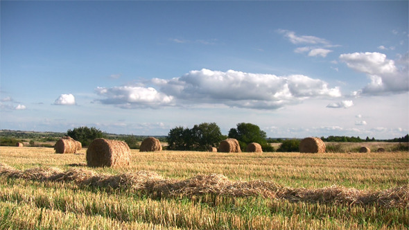 Ripe Wheat Field, Harvesting