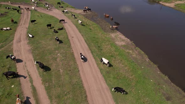 Aerial Drone Shot of Cows Grazing on Pasture Landscape alt
