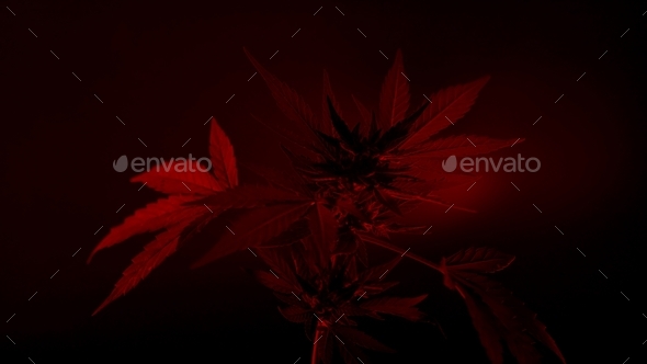 Close-up CBD cannabis plant and hemp inflorescence red in party neon light.