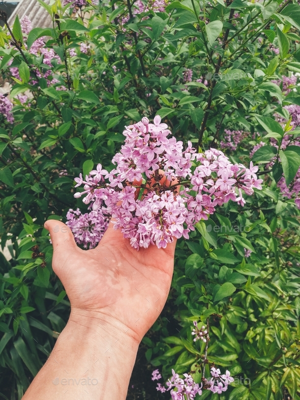 human spotted hand touches the lilac bloom in the spring season