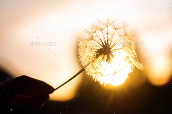 natural background, large dandelion at sunset